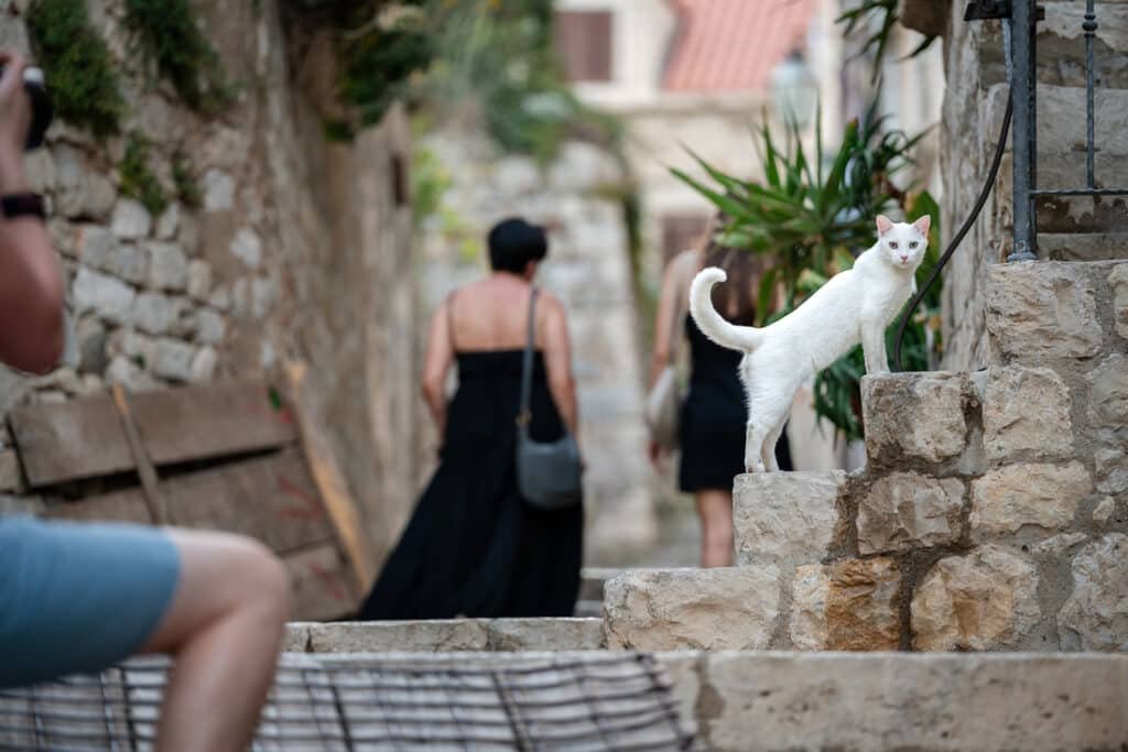 Dubrovnik - juni 2024